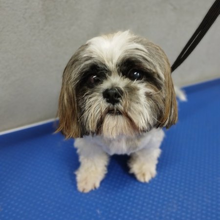 Piesek po pielęgnacji